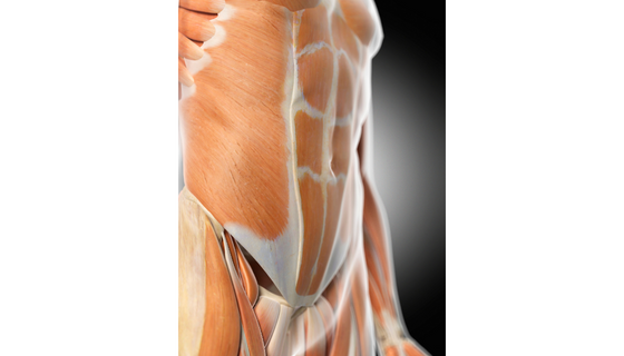 عضلات البطن القوية هي المفتاح لأداء المهام والأنشطة اليومية 